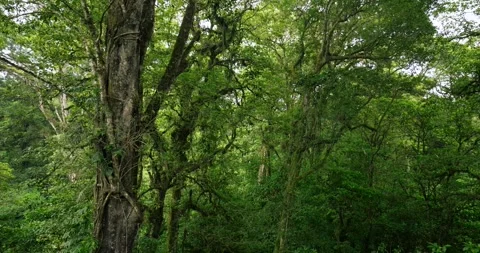 Tropical forest interior. Background of a rainforest. Drone view of Bali. Stock Footage 256052795