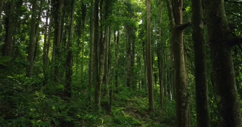 Tropical forest interior. Background of a rainforest. Drone view of Bali. Stock Footage 256292830