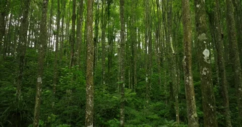 Tropical forest interior. Background of a rainforest. Drone view of Bali. Stock Footage 256292942