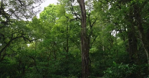 Tropical forest interior. Background of a rainforest. Drone view of Bali. Stock Footage 256292957
