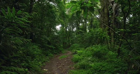 Tropical forest interior. Background of a rainforest. Drone view of Bali. Stock Footage 256292980