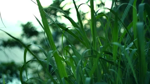 Tropical forest interior. Background of a rainforest. Drone view of Bali. Video stock 257423430