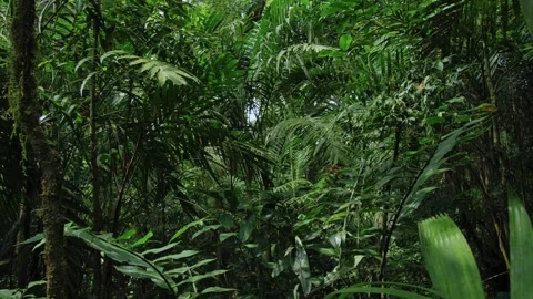 Tropical forest interior. Background of a rainforest. Drone view of Bali. Stock Footage 257423717