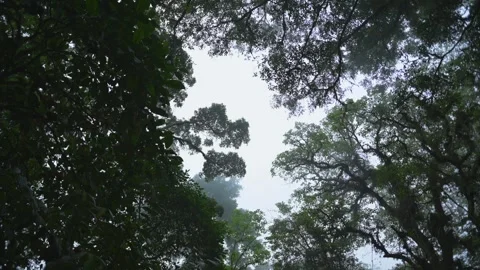 Tropical forest interior. Background of a rainforest. Drone view of Bali. Stock Footage 257687446
