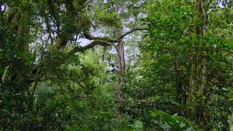 Tropical forest interior. Background of a rainforest. Drone view of Bali. Stock Footage 257925107