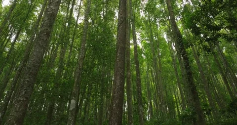 Tropical forest interior. Background of a rainforest. Drone view of Bali. Stock Footage 257925386