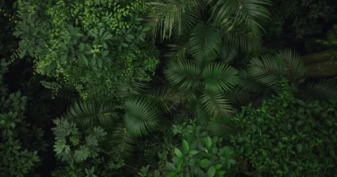 Tropical forest interior. Background of a rainforest. Drone view of Bali. Stock Footage 258330864