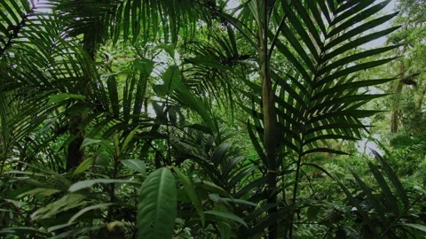 Tropical forest interior. Background of a rainforest. Drone view of Bali. Stock Footage 258330906