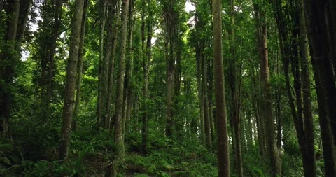 Tropical forest interior. Background of a rainforest. Drone view of Bali. Stock Footage 258527146