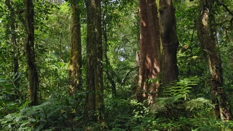 Tropical forest interior. Background of a rainforest. Drone view of Bali. Stock Footage 258578901