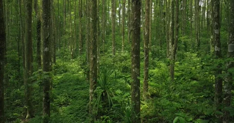 Tropical forest interior. Background of a rainforest. Drone view of Bali. Stock Footage 258660656