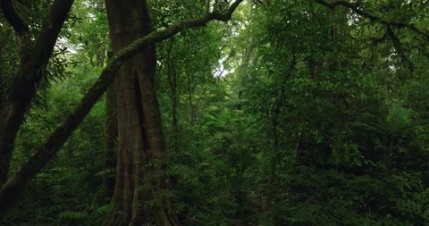 Tropical forest interior. Background of a rainforest. Drone view of Bali. Stock Footage 258660707