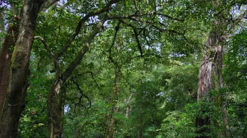 Tropical forest interior. Background of a rainforest. Drone view of Bali. Stock Footage 259179096