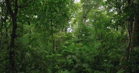 Tropical forest interior. Background of a rainforest. Drone view of Bali. Stock Footage 259308662