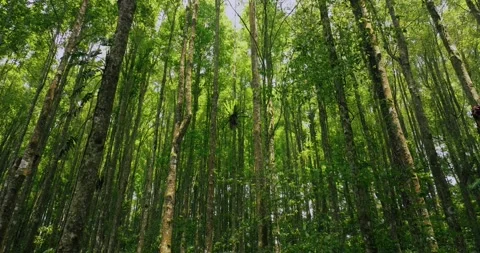 Tropical forest interior. Background of a rainforest. Drone view of Bali. Stock Footage 259406376