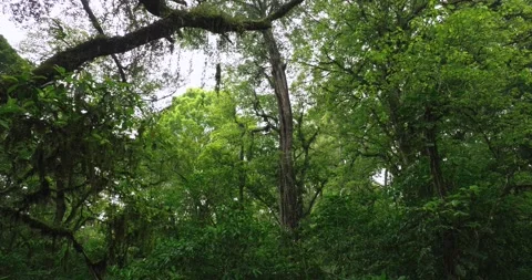 Tropical forest interior. Background of a rainforest. Drone view of Bali. Video stock 259406434