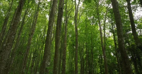 Tropical forest interior. Background of a rainforest. Drone view of Bali. Stock Footage 259860406