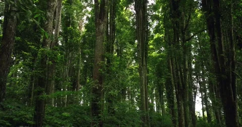 Tropical forest interior. Background of a rainforest. Drone view of Bali. Video stock 260390141