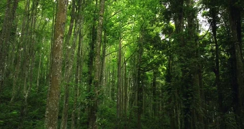 Tropical forest interior. Background of a rainforest. Drone view of Bali. Stock Footage 260818792