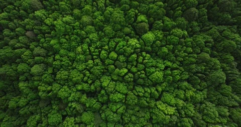 Tropical forest interior. Background of a rainforest. Drone view of Bali. Stock Footage 260862770
