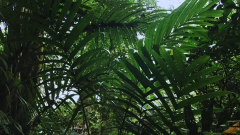 Tropical forest interior. Background of a rainforest. Drone view of Bali. Stock Footage 260862809