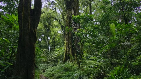 Tropical forest interior. Background of a rainforest. Drone view of Bali. Stock Footage 262137787