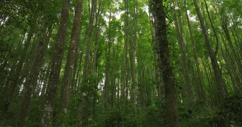 Tropical forest interior. Background of a rainforest. Drone view of Bali. Stock Footage 262137941