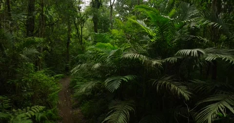 Tropical forest interior. Background of a rainforest. Drone view of Bali. Stock Footage 262428404