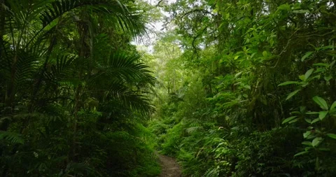 Tropical forest interior. Background of a rainforest. Drone view of Bali. Stock Footage 262431718