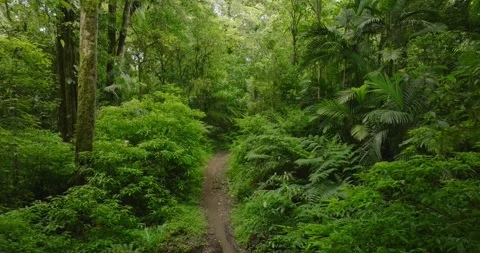 Tropical forest interior. Background of a rainforest. Drone view of Bali. Stock Footage 262432195