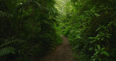 Tropical forest interior. Background of a rainforest. Drone view of Bali. Video stock 262509645