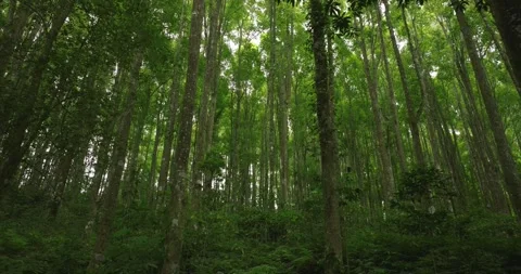 Tropical forest interior. Background of a rainforest. Drone view of Bali. Stock Footage 262510970
