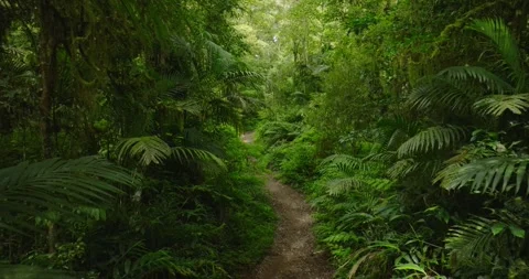 Tropical forest interior. Background of a rainforest. Drone view of Bali. Stock Footage 262607630