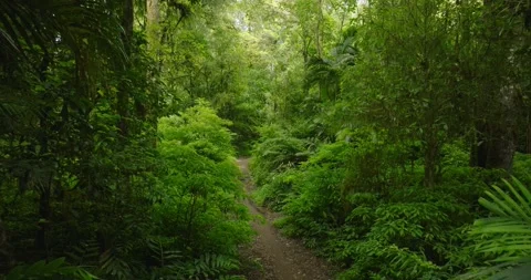 Tropical forest interior. Background of a rainforest. Drone view of Bali. Stock Footage 263006946