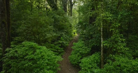 Tropical forest interior. Background of a rainforest. Drone view of Bali. Stock Footage 264145379