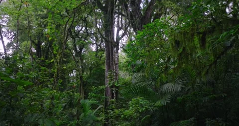 Tropical forest interior. Background of a rainforest. Drone view of Bali. Stock Footage 264156688