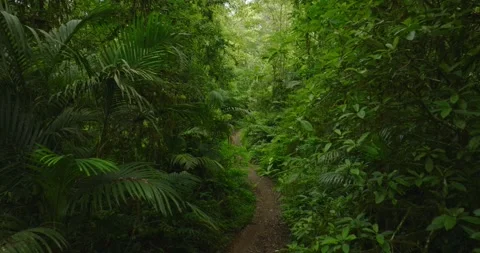 Tropical forest interior. Background of a rainforest. Drone view of Bali. Video stock 266437061