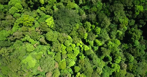 Tropical forest interior. Background of a rainforest. Drone view of Bali. Stock Footage 266437107