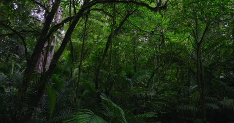 Tropical forest interior. Background of a rainforest. Drone view of Bali. Stock Footage 266437241