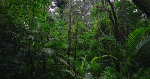 Tropical forest interior. Background of a rainforest. Drone view of Bali. Stock Footage 266437256