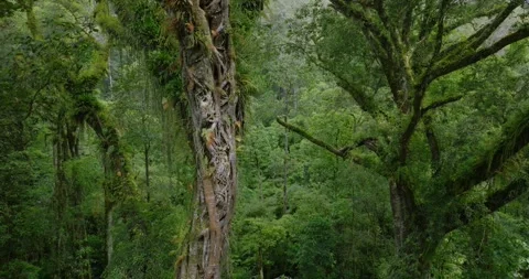Tropical forest interior. Background of a rainforest. Drone view of Bali. Stock Footage 276734980