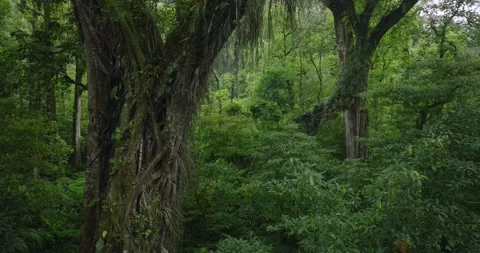 Tropical forest interior. Background of a rainforest. Drone view of Bali. Stock Footage 276735078