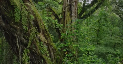 Tropical forest interior. Background of a rainforest. Drone view of Bali. Stock Footage 276735170