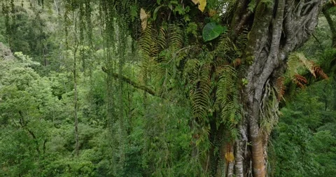 Tropical forest interior. Background of a rainforest. Drone view of Bali. Stock Footage 276965324