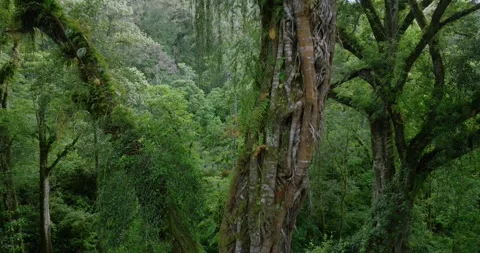 Tropical forest interior. Background of a rainforest. Drone view of Bali. Stock Footage 276966257