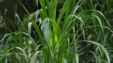 Tropical forest interior. Background of a rainforest. Drone view of Bali. Stock Footage 295771982