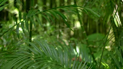 Tropical forest interior. Background of a rainforest. Drone view of Bali. Stock Footage 295772224