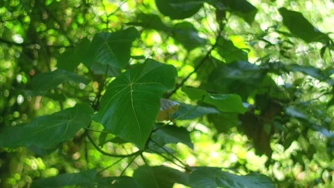 Tropical forest interior. Background of a rainforest. Drone view of Bali. Stock Footage 295772314
