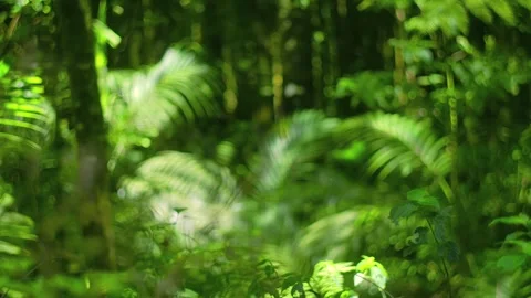 Tropical forest interior. Background of a rainforest. Drone view of Bali. Stock Footage 295772657