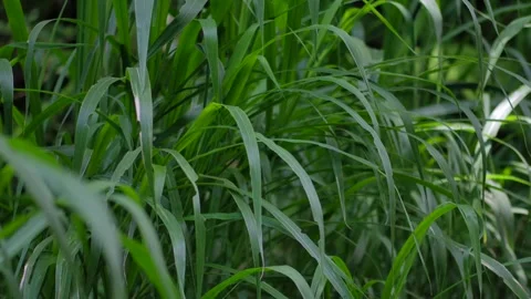 Tropical forest interior. Background of a rainforest. Drone view of Bali. Stock Footage 295852038
